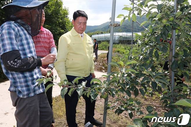 정영철 영동군수가 양강면 소재 우박 피해  과수원을 둘러보고 있다. (영동군 제공) /뉴스1