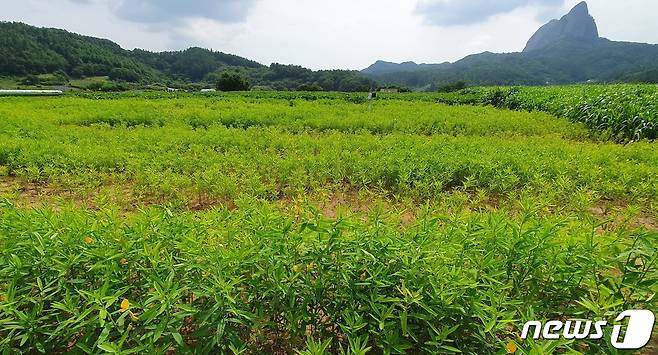 전북 진안군이 탄소저감형 녹비작물 종자생산을 연구하고 있다.(진안군제공)2023.7.10/뉴스1