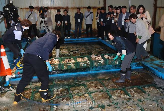 지난 5월 25일 오후 부산 서구 부산감천항수입식품검사소에서 일반시민,급식관련업체 관계자 등이 참관하는 가운데 오유경 식약처장이 일본산 활가리비를 살펴보고 있다. ⓒ사진공동취재단