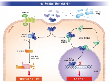 유산균 유래 P8 단백질의 항암 작용기전 모식도. 자료 제공=쎌바이오텍