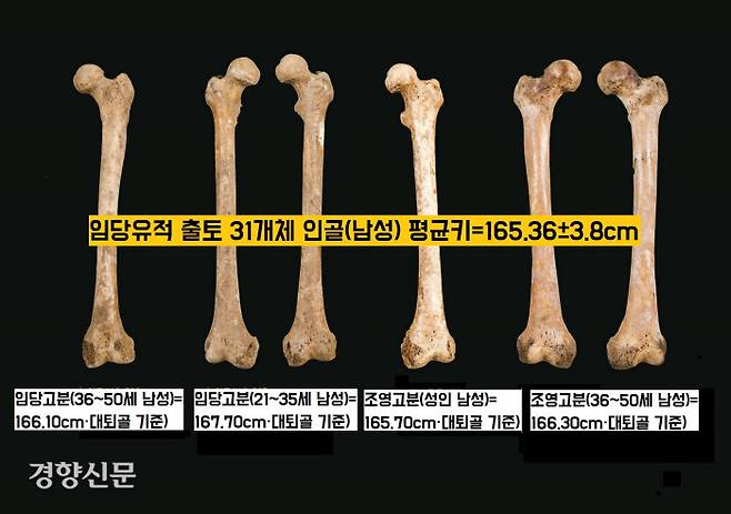 1500년 전 경산인들의 평균키(남성)가 그리 작지 않았다. 임당유적 출토 인골 중 키를 추정할 수 있는 31개체를 분석한 결과 남성들의 평균키는 165.36±3.8㎝ 정도로 추정됐다.|영남대박물관 제공