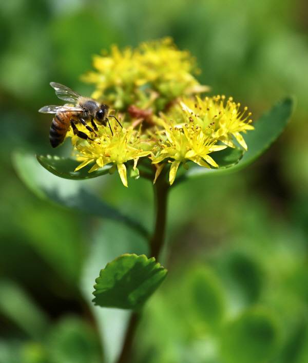 여름에 꽃을 피우는 꽃은 작고 탐스럽습니다. 박수현 기자