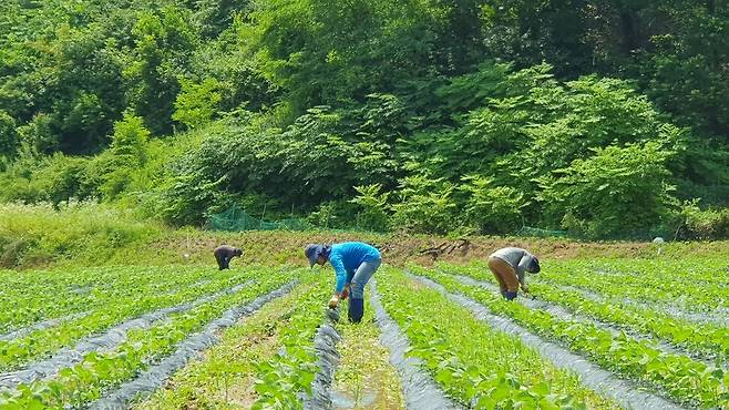 필리핀에서 온 계절노동자들이 충북 괴산군 불정면의 한 농가 밭에 콩을 심고 있다.  오윤주 기자