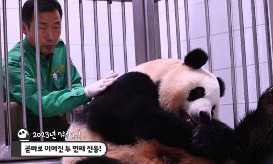 에버랜드 판다월드에서 쌍둥이 판다가 탄생한 지난 7일 출산 과정에서 진통을 겪는 아이바오와 아이바오를 격려하는 강철원 사육사. 사진 에버랜드 유튜브 캡처