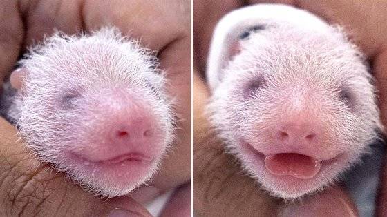 건강검진 받는 쌍둥이 아기 판다 자매(왼쪽부터 첫째, 둘째). 사진 에버랜드