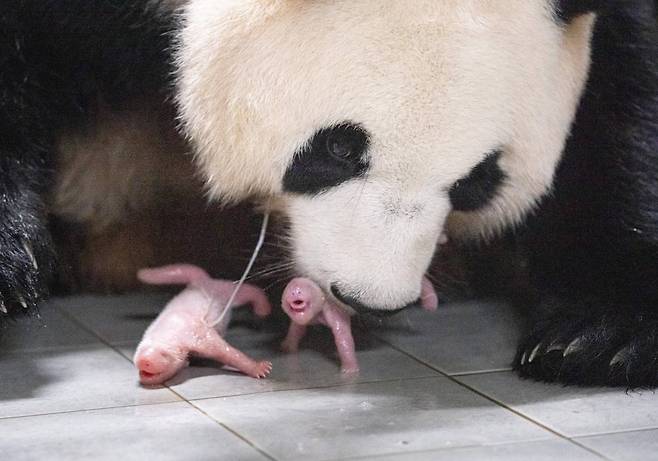 에버랜드가 지난 7일 에버랜드 판다월드에서 생활하는 러바오(10세)·아이바오(9세) 부부 사이에서 쌍둥이 판다 암컷 2마리가 태어났다고 11일 밝혔다. 사진은 출산 직후 엄마 아이바오와 쌍둥이 판다 모습. /사진=삼성물산