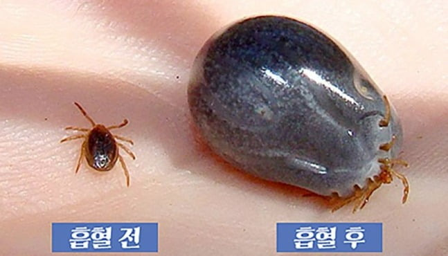 Hard-bodied ticks, SFTS carriers, before and after sucking blood (Jeju city government