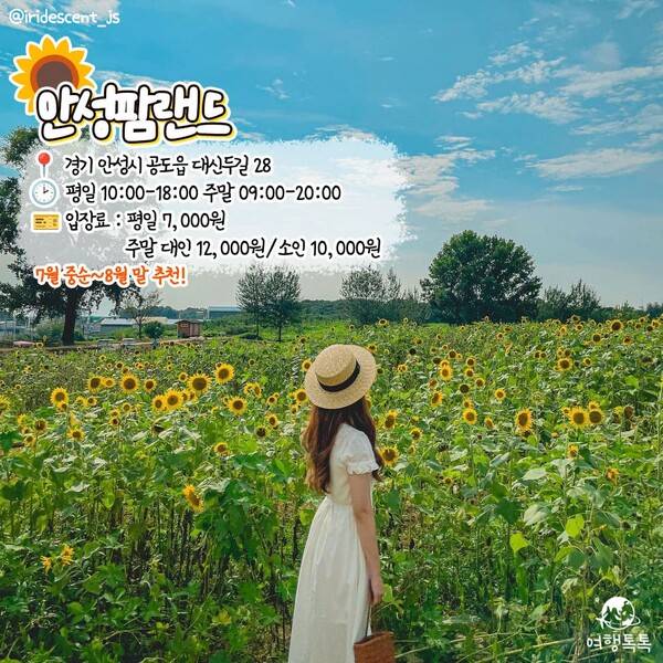 해바라기 명소 추천 안성 팜랜드 / @iridescent_js&nbsp;&nbsp;