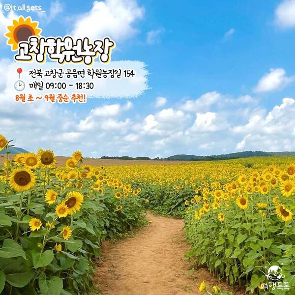 해바라기 명소 추천 고창 보리나라학원농장 /&nbsp;@it.all.gets_