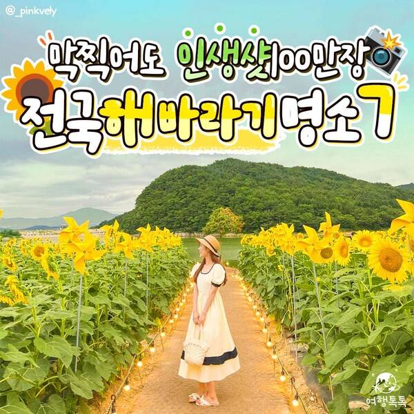 한국 해바라기 명소 추천 /&nbsp;@_pinkvely&nbsp;