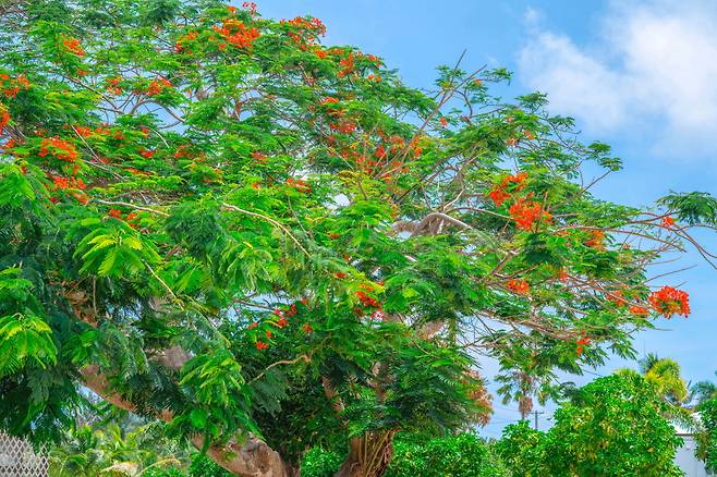 북마리아나제도에서 자주 볼 수 있는 불꽃나무. 티니안에서는 매년 4월 말 불꽃나무 축제가 열린다&nbsp;