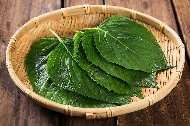 깻잎은 혈액 중에 지방성분이 지나치게 늘어나는 것을 막고, 혈관이 좁아지는 동맥경화 예방에도 효과가 뛰어나다. [사진= 게티이미지뱅크]