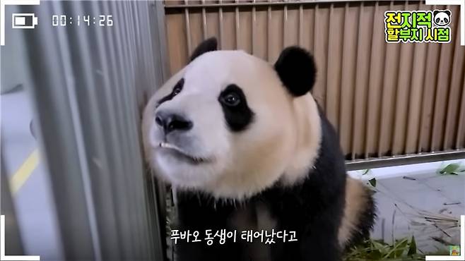 쌍둥이 동생을 둔 맏언니 푸바오/에버랜드 유튜브