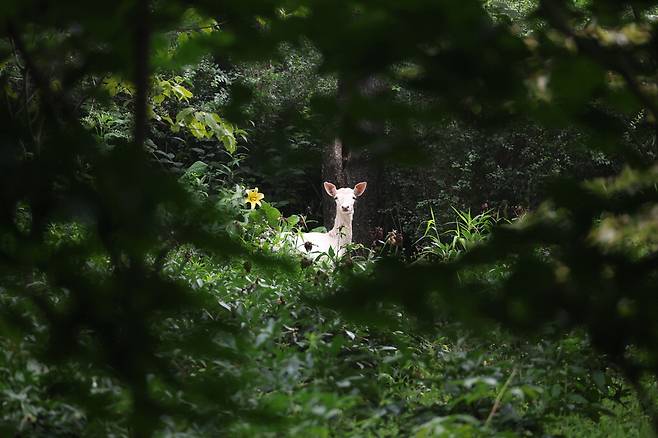 비가 오락가락 내리던 지난달 29일. 아침 일찍 한택식물원을 취재하던 중 식물원을 배회하던 하얀 사슴 한 마리가 카메라에 잡혔다. 용인 이승환 기자