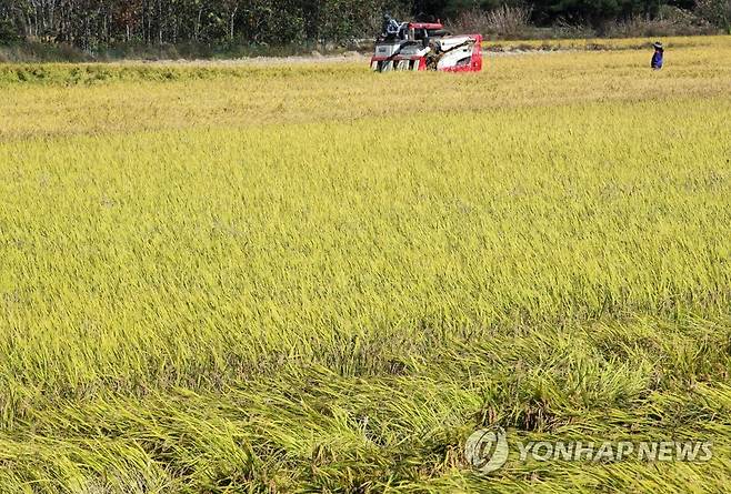 벼 수확 한창 [연합뉴스 자료 사진]