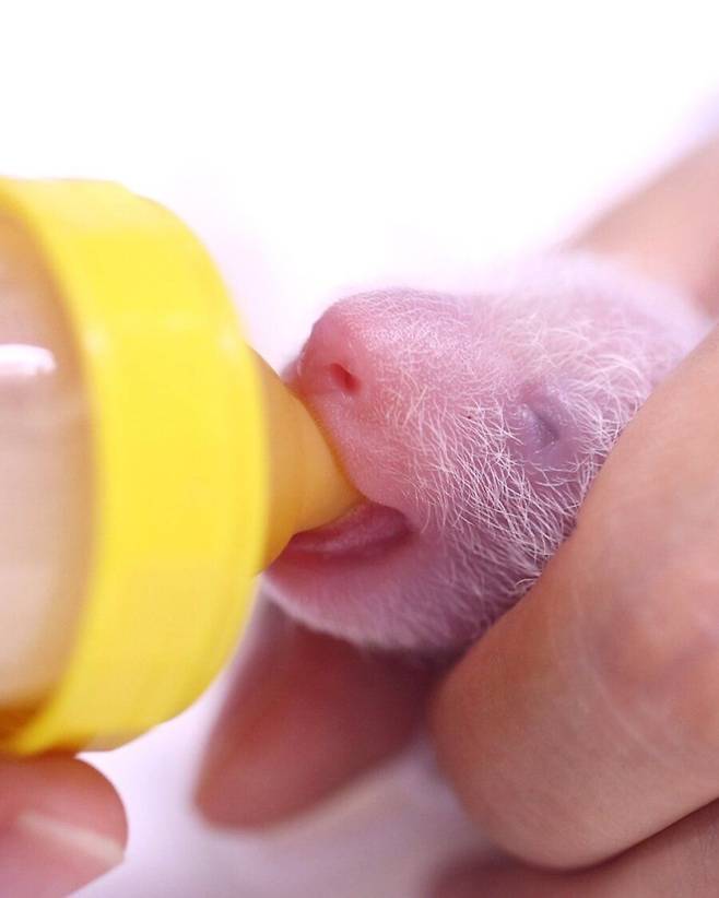 사육사로부터 우유를 받아 먹고 있는 아기 판다. /에버랜드