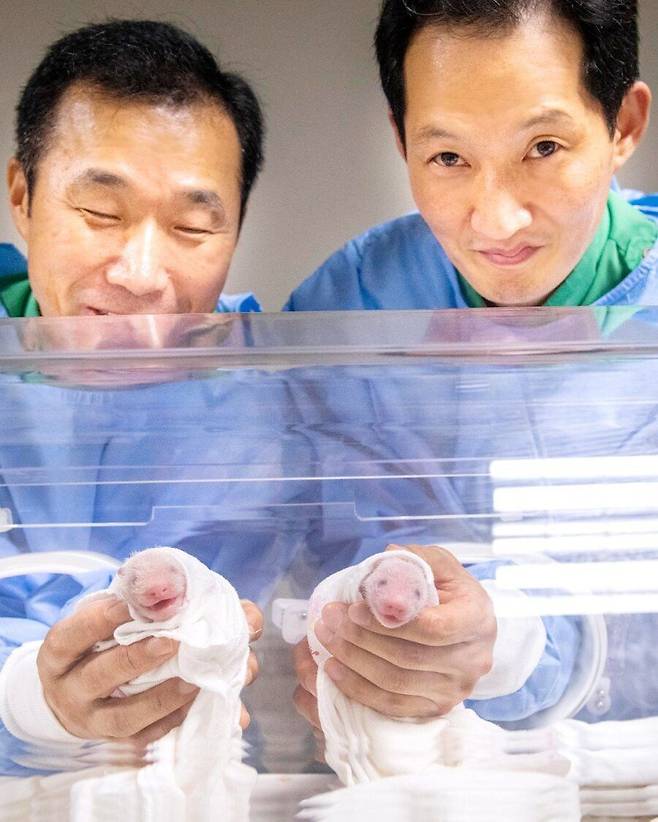 쌍둥이 판다를 조심스럽게 들어 보이고 있는 사육사들. /에버랜드