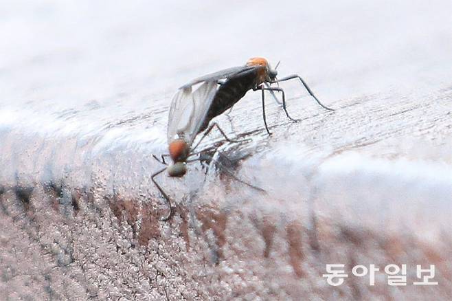 짝짓기 시기에 암수 두 마리가 붙어 다녀 ‘러브버그’라는 별칭을 얻은 붉은등우단털파리. 동아일보DB