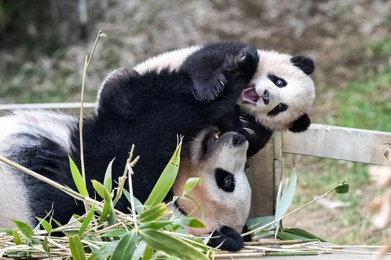 Baby panda Fu Bao enjoys her time with mom panda Ai Bao at the Panda World in Everland, Korea's largest theme park located in Yongin, Gyeonggi. [EVERLAND]