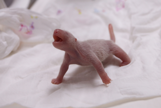 Fu Bao, Korea's first giant panda bred naturally, is born on July 20, 2020. [EVERLAND]