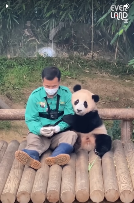 A YouTube shorts video on Everland's YouTube channel shows Fu Bao cuddling with panda keeper Kang Chul-won. [SCREEN CAPTURE]