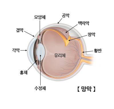 망막 [출처: 서울아산병원]