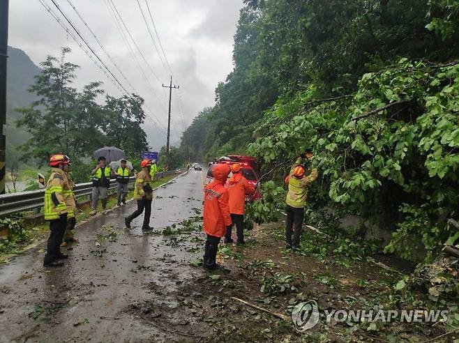 강한 비에 부러진 나무…제거 작업 중인 소방 (영월=연합뉴스) 강원 내륙과 산지에 호우 특보가 내려진 13일 오후 영월군 영월읍 영흥리에서 나무가 부러져 소방 당국이 이를 제거하고 있다. 2023.7.13 [강원특별자치도소방본부 제공. 재판매 및 DB 금지] taetae@yna.co.kr