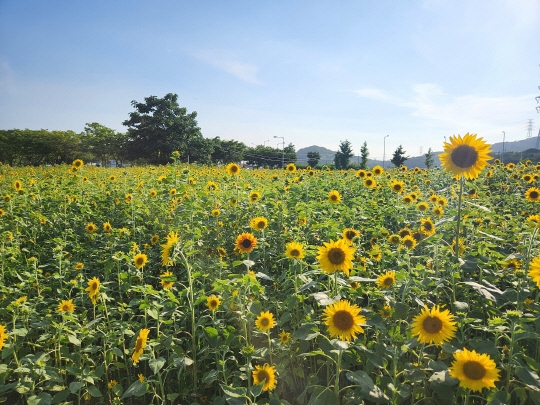 사진제공=안산시