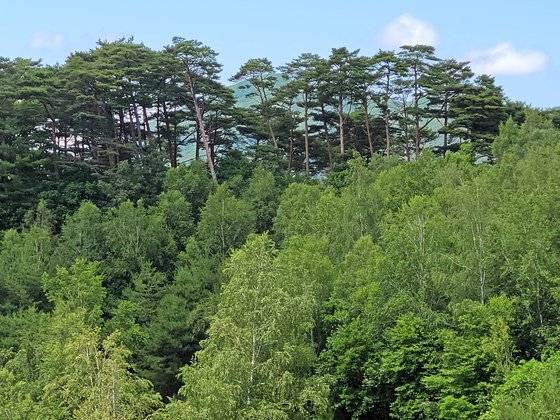 검마산 자연휴양림 임도에서 만난 자작나무와 금강소나무가 어우러진 숲.