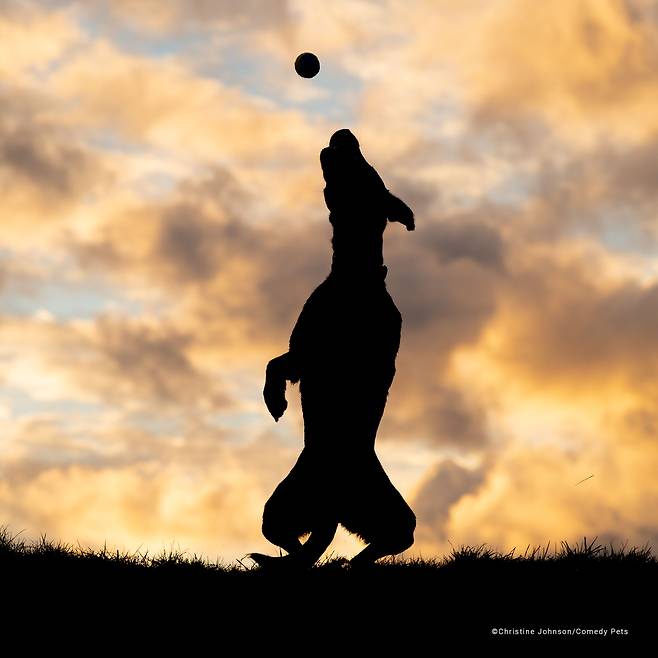 2023 웃긴 반려동물 사진전 결선 진출작 Christine Johnson '공놀이 실루엣'/The Comedy Pet Photography Awards 2023