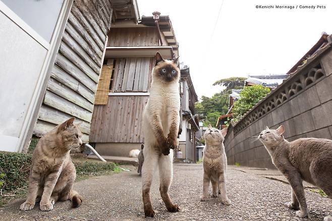 2023 웃긴 반려동물 사진전 결선 진출작 Kenichi Morinaga '직접 프리킥'/The Comedy Pet Photography Awards 2023