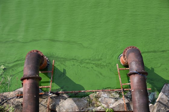 지난해 여름 낙동강 본류 취수장 취수구 주변에 발생한 녹조. 대구환경운동연합