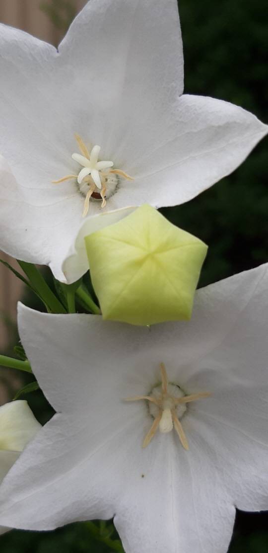 백도라지꽃. 꽃잎은 끝이 5갈래로 갈라지며, 꽃받침도 5조각으로 갈라진다. 수술은 5개, 씨방도 5실, 암술 머리도 5개로 갈라진다. 도라지꽃은 초지일관 ‘다섯’을 고수한다. 연두색 꽃은 꽃잎이 갈라지기 전의 풍선 모양으로 도라지꽃은 ‘풍선꽃’이라고도 한다. 2019년 7월 16일 서울 용산 삼각지 꽃집에서