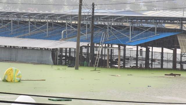이병환씨 축사가 물에 잠기고 있어 당황한 소들이 물속에서 허둥대고 있다. 축사가 들녘 한 가운데에 있어 보트 없이는 접근할 수 없는 상황이다.