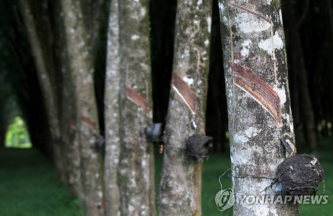 고무 나무 [EPA=연합뉴스 자료사진. 재판매 및 DB 금지]