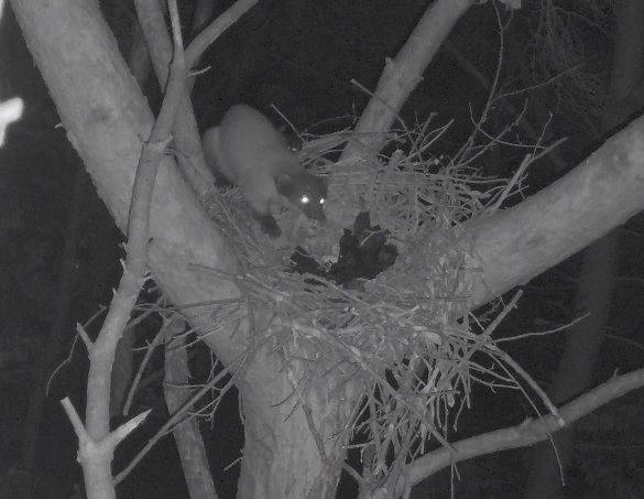 창녕 옥천마을의 따오기 둥지를 습격한 담비. (사진=창녕군 제공) *재판매 및 DB 금지