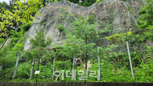 서울 노원구 월계동의 한 산지가 낙석방지망으로 고정돼 있다.(사진=노원구청 제공)