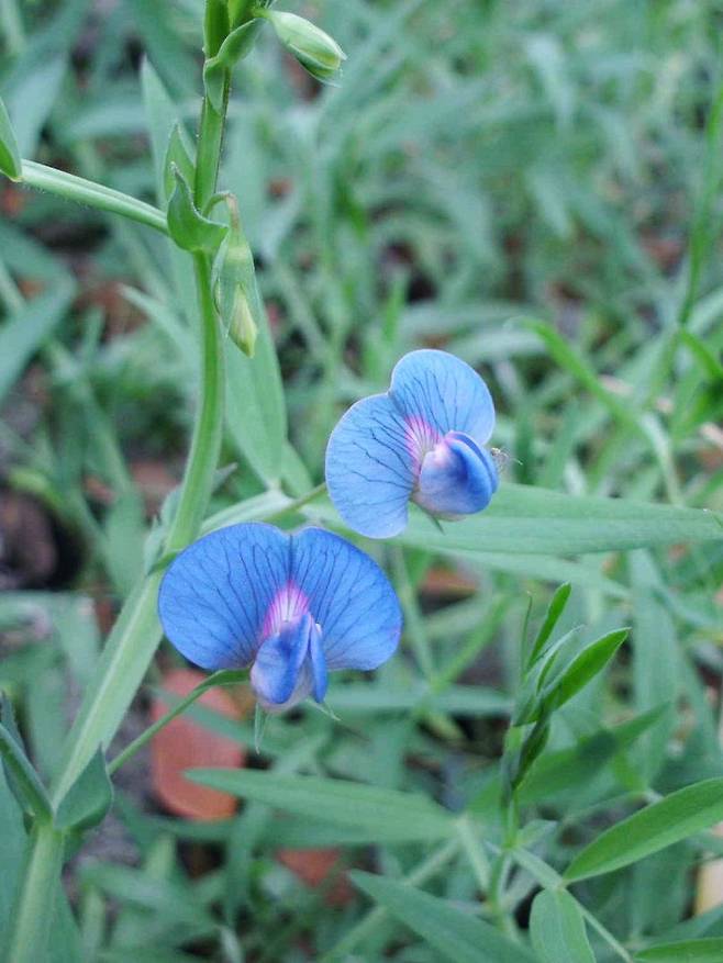 독초에서 기후변화 대응 작물로 부상한 풀완두(학명 Lathyrus sativus) 꽃. 완두꽃과 비슷하게 생긴 꽃에서 달콤한 향기가 나지만, 독초여서 먹으면 하반신이 마비된다./위키미디어