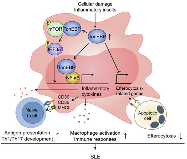 톤이비피에 의한 루푸스 발병 작용 기작.[UNIST 제공]