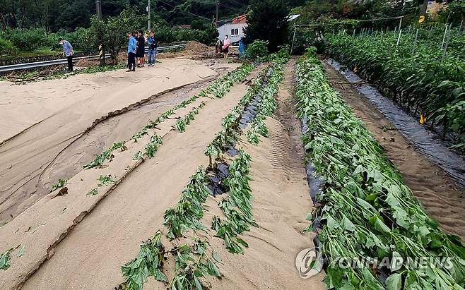 토사 덮인 고구마밭 [연합뉴스 자료 사진]