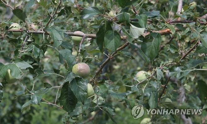 지난달 우박 피해 발생한 사과농장 [연합뉴스 자료 사진]