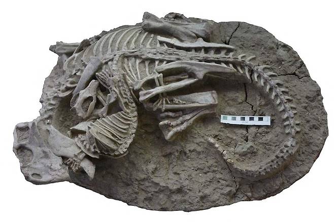 18일 캐나다 자연 박물관이 공개한 사진. 시타코사우루스(공룡)와 레페노마무스(포유류) 골격이 얽혀 있는 화석. 1억 2500만년 전 화산재에 묻혔을 때 오소리 같은 포유류가 자기 몸집의 3배에 달하는 공룡의 갈비뼈를 이빨로 파고들고 있다. 캐나다 자연 박물관/사이언티픽 리포트
