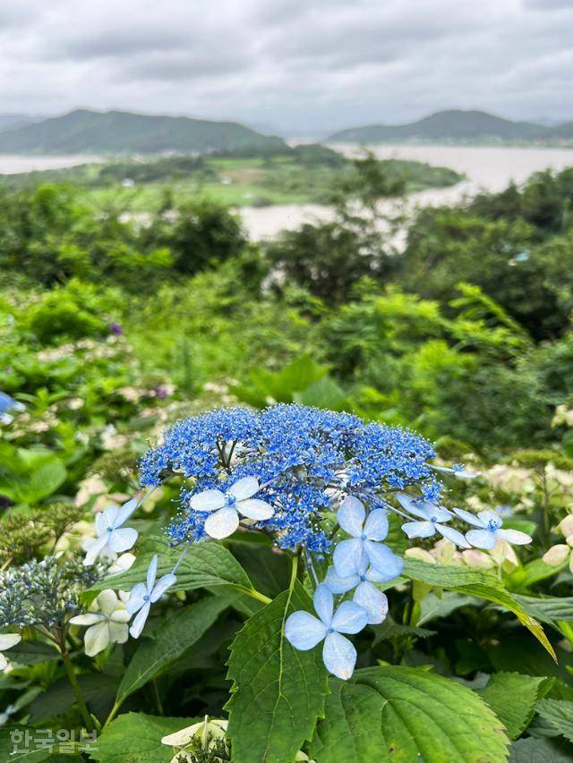 느러지전망대 인근 산책로에 수국이 곱게 피어 있다.
