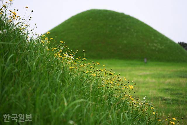 나주 반남고분군 봉분에 들꽃이 피어 있다.