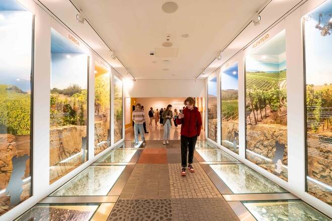 포르투 복합문화지구 WOW에 마련된 몰입형 박물관 ‘와인 익스피리언스’에서 관람객이 포도 재배 과정을 체험하고 있다.