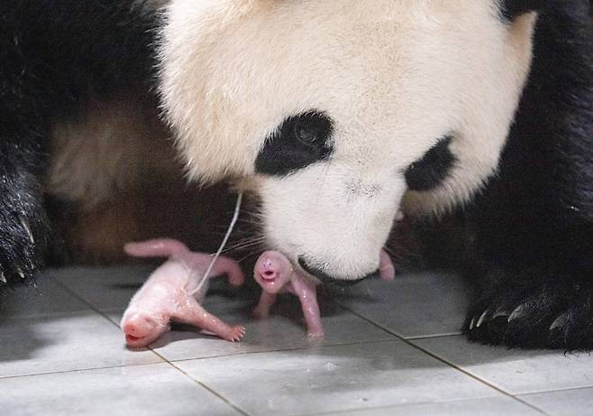 에버랜드가 7월7일 에버랜드 판다월드에서 생활하는 러바오(10세)·아이바오(9세) 부부 사이에서 쌍둥이 판다 암컷 2마리가 태어났다고 11일 밝혔다. 사진은 출산 직후 엄마 아이바오와 쌍둥이 판다 모습 ⓒ연합뉴스