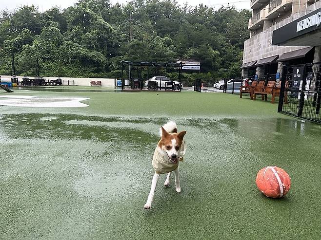 켄싱턴리조트 충주의 메인 운동장에서 뛰어노는 밤톨/사진=김아름 기자 armijjang@