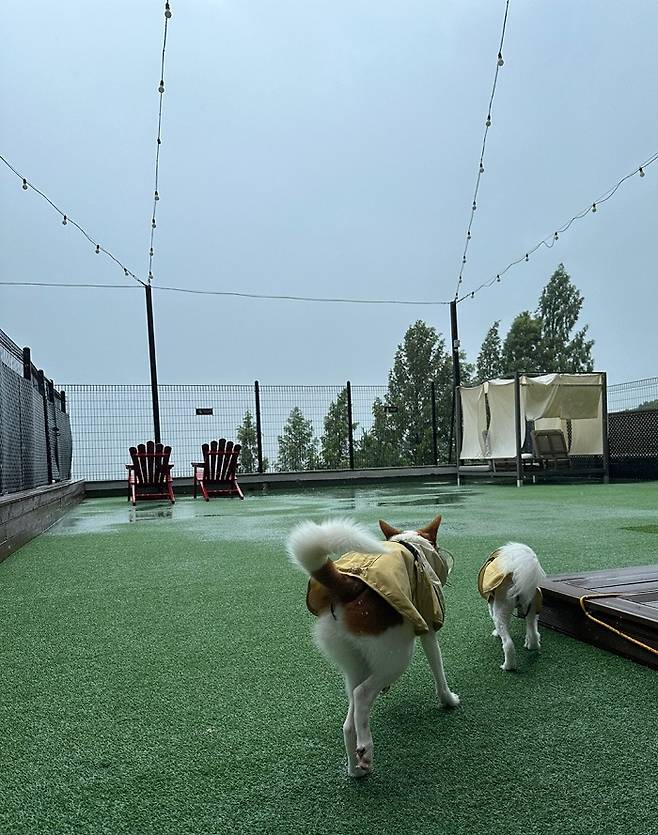 넓은 잔디밭은 강아지들에겐 천국이다/사진=김아름 기자 armijjang@