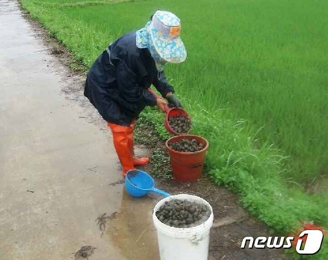 왕우렁이 수거 모습.(홍성군 제공)/뉴스1