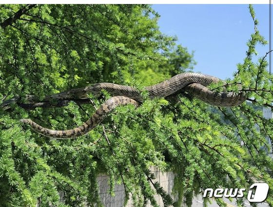 지난해 강원 태백 장성광업소 인근에 출몰한 구렁이로 추정되는 뱀. /사진=뉴스1